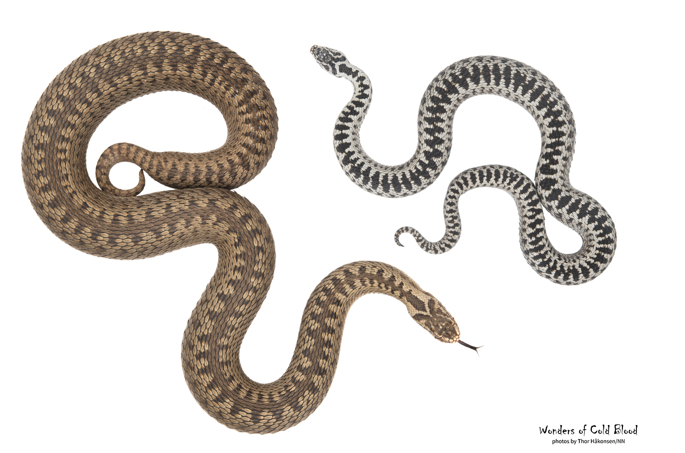 To slanger som ligger på en hvit bakgrunn, den ene brun med mønster og den andre svart-hvitstripet